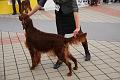 GIPSY GENTLE GIRL Z ARISLANDU5